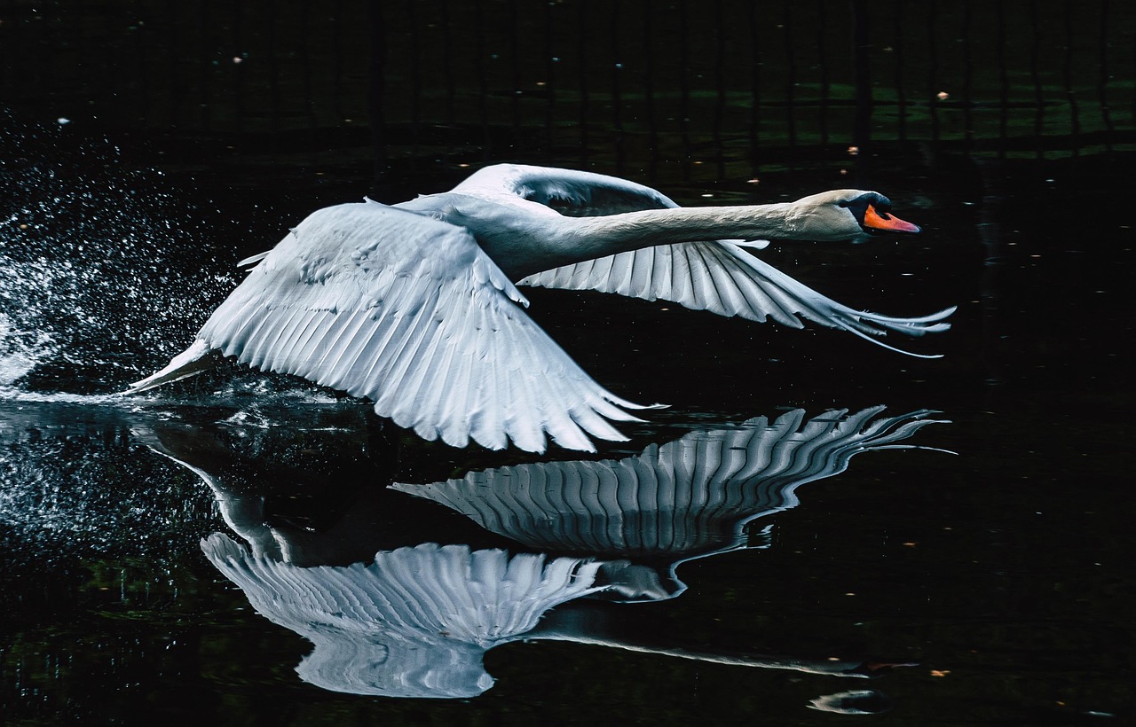 swan, bird, flying swan, water, water bird, nature, swan, swan, swan, swan, swan